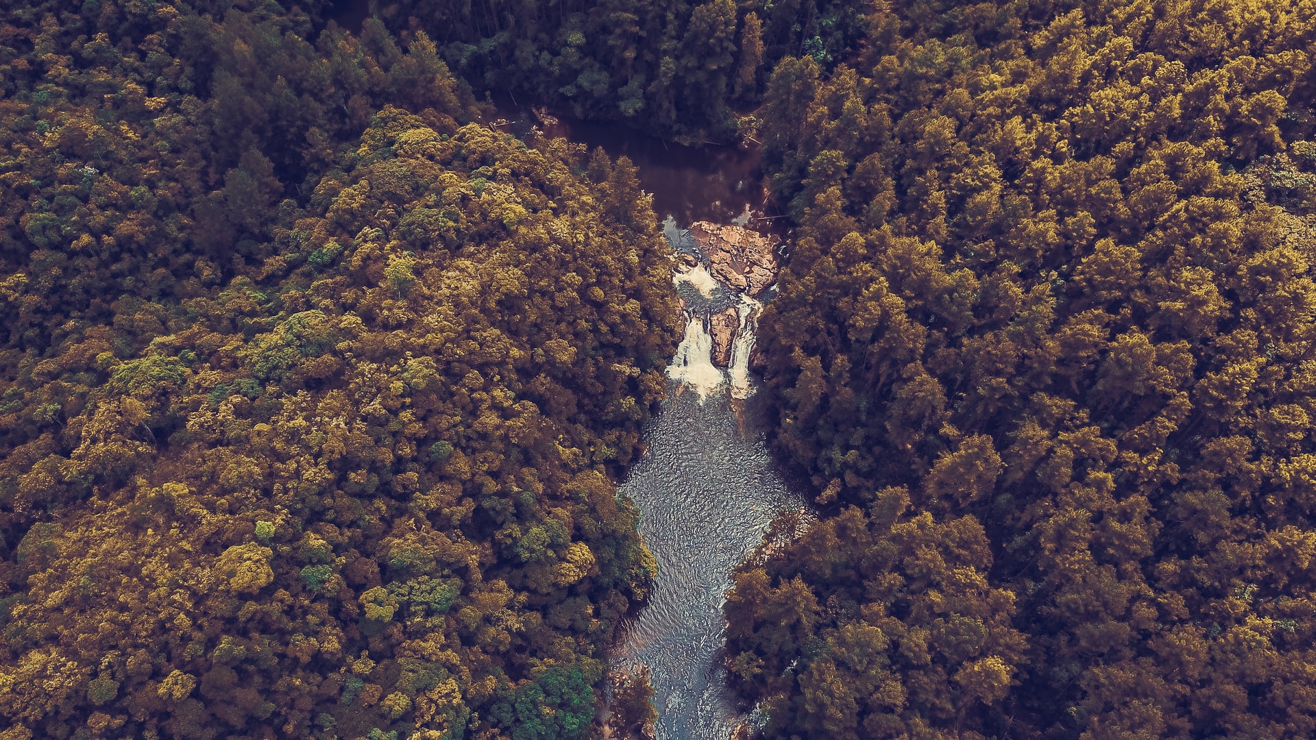 View of a river in the forest - Photo by sergio souza on Unsplash